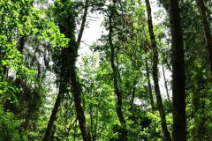 Nr.-108-Langer-Dammweiher-Wald