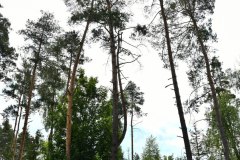 Nr.-11-Langer-Damm-Weiher