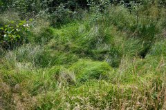 Nr.-14-Langer-Damm-Weiher