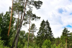 Nr.-15-Langer-Damm-Weiher-Wald