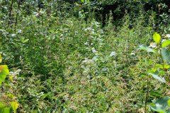 Nr.-17-Langer-Damm-Weiher-Brennesselfeld