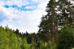 Nr.-19-Langer-Damm-Weiher-im-Mittelalter