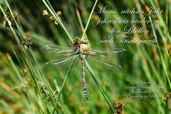 Nr.-2-Langer-Damm-Weiher