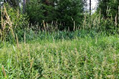 Nr.-20-Langer-Damm-Weiher