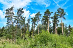 Nr.-21-Kleiner-Wald-am-langen-Damm-Weiher