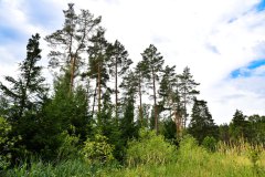 Nr.-22-Langer-Damm-Weiher