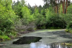 Nr.-25-Kleiner-Teich-im-langen-Damm-Weiher