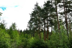 Nr.-26-Kleiner-Weiher-am-Langen-Damm-Weiher