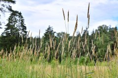 Nr.-27-Langer-Damm-Weiher