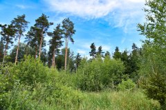 Nr.-28-Langer-Damm-Weiher-Mittelalter