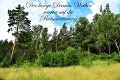 Nr.-3-Langer-Damm-Weiher-Renaturierung