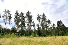 Nr.-33-Langer-Damm-Weiher-Wald