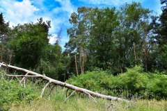 Nr.-36-Langer-Dammm-Weiher