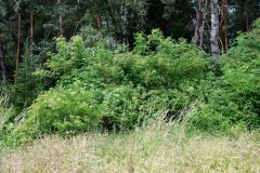 Nr.-37-Langer-Damm-Weiher