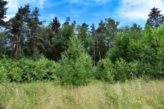 Nr.-39-Langer-Damm-Weiher