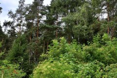 Nr.-41-Langer-Damm-Weiher