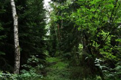 Nr.-47-Der-Urwald-am-langen-Damm-Weiher