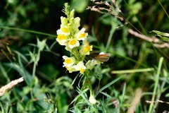 Nr.-47-Schmetterling-am-langen-Damm-Weiher