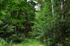 Nr.-48-Urwald-am-langen-Damm-Weiher