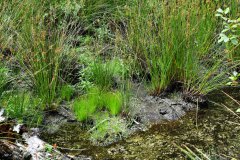 Nr.-5-Langer-Damm-Weiher