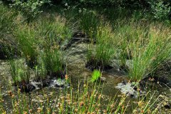 Nr.-6-Langer-Damm-Weiher