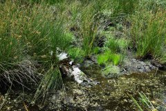 Nr.-7-LAnger-Damm-Weiher-Sumpf