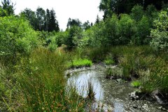 Nr.-8-Langer-Damm-Weiher