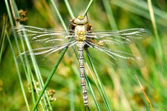 Nr.-9-Frisch-geschluepfte-Libelle-am-langen-Damm-Weiher
