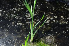 Nr.-99-Sumpf-Langer-Damm-Weiher