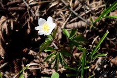 11.-Buschwindröschen