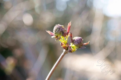 1_2.-Blüte-wilder-Hollunder
