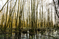 6.-Sumpflandschaft-Seeteich-Tirschenreuth