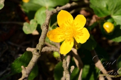 9.-Sumpfdotterblume