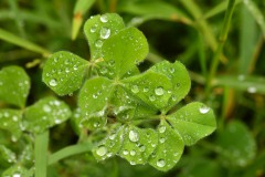 Nr.-102-Klee-nach-Regen