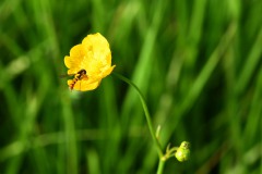 Nr.-103-Schwebefliege-auf-Dotterblume