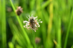 Nr.-105-Bluete-Spitzwegerich