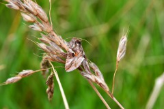 Nr.-106-Nachtfalter-getarnt