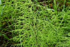 Nr.-107-Schachtelhalm