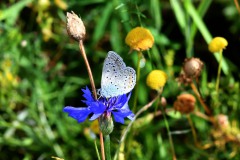 Nr.-108-Blaeuling-mit-geschlossenen-Fluegeln