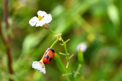 Nr.-109-Ameisen-Sackkaefer