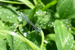 Nr.-111-Libelle-blau-fein