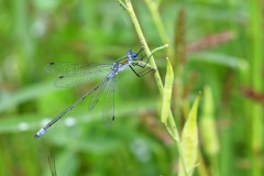 Nr.-112-Libelle-blau