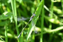 Nr.-113-Libelle-blau-fein