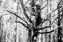 Nr.-116-Alte-Eiche-Mittelpunkt-Europas