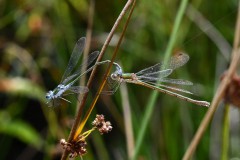 Nr.-123-Libelle-Paarung