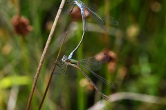 Nr.-124-Libellen-Paarung
