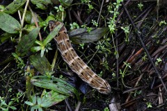 Nr.-125-Raupe-Nachtfalter