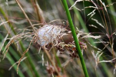 Nr.-126-Verpuppung-Spinne