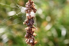 Nr.-130-Spinne-braun