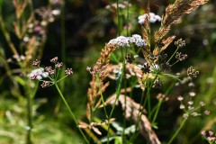 Nr.-132-Abendstimmung-Kuemmel